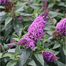 buddleia pugster periwinkle.png