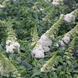 buddleia pugster white.png