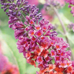 buddleia x weyeriana bicolor.jpg