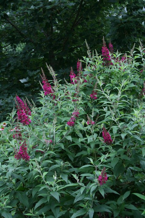 buddleiafirsteditionsfunkyfuchsia.jpg