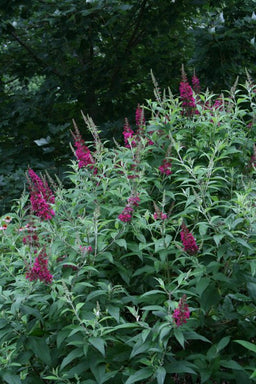 buddleiafirsteditionsfunkyfuchsia.jpg