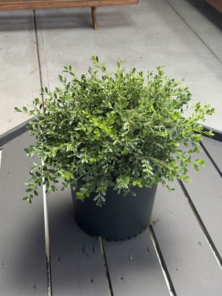buxus_emerald_knoll_ccww.jpg