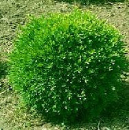 buxus_franklins_gem.jpg