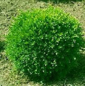 buxus_franklins_gem.jpg