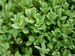 buxus green gem foliage.jpg