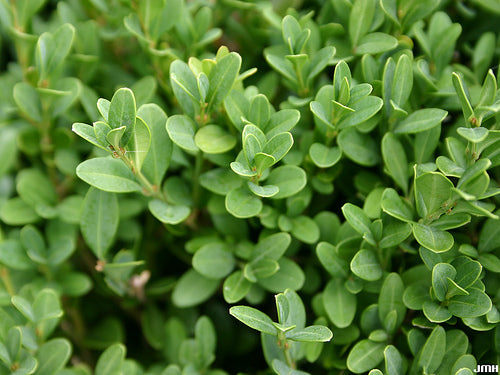 buxus green gem foliage.jpg