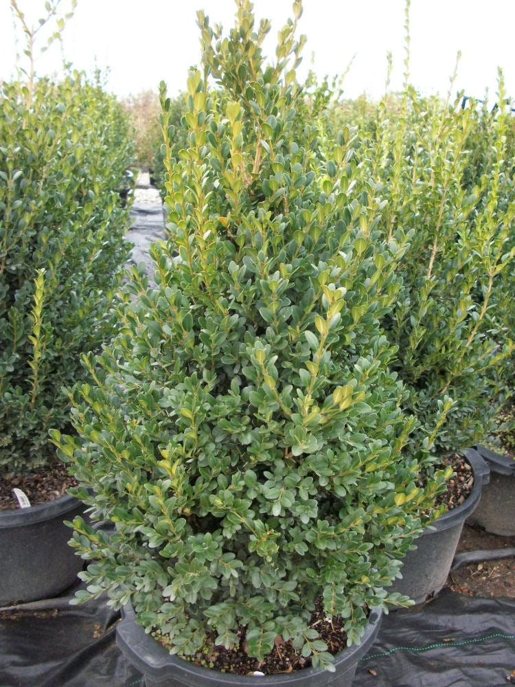 buxus grn mountain.jpg
