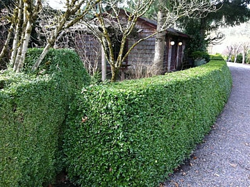 buxus_m_green_beauty[1].jpg