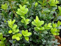 buxus_s_calgary.jpg