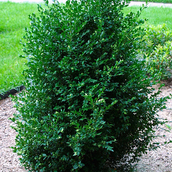 buxus_vardar_valley[1].jpg