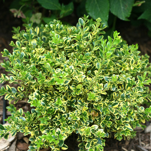 buxus_wedding_ring[1].jpg
