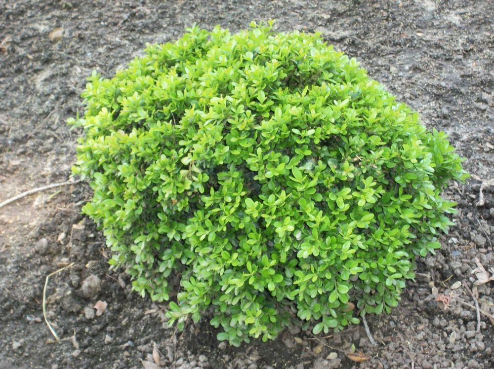 buxus wee willie.jpg
