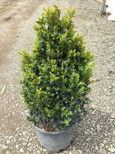 buxus_x_friendship[1].jpg