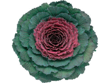 cabbage_pigeon_purple.jpg