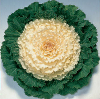 cabbage_pigeon_white.jpg