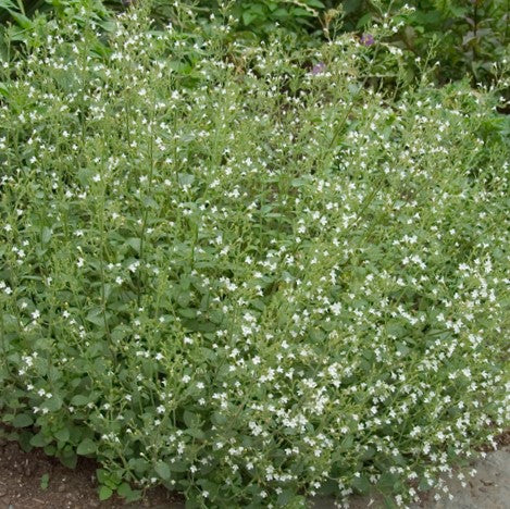 calamintha_nepeta_calamint_.jpg