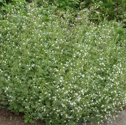 calamintha_nepeta_calamint_.jpg