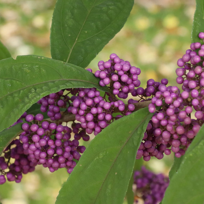 callicarpa-bubble-up-beautyberry-ccPW.jpg