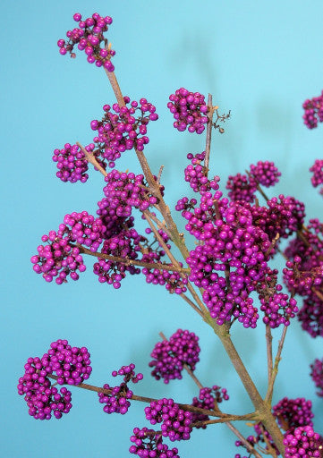 callicarpa_amethyst_small.jpg