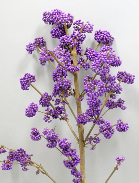 callicarpa_lilac[1].jpg