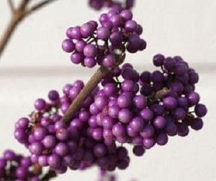 callicarpa_purple_giant.jpg