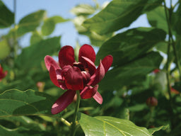 calycanthus_aphrodite.jpg