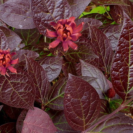 calycanthus_burgundy_spice_.jpg