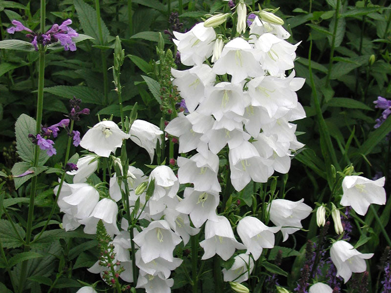 campanula_takion_white[1].jpg