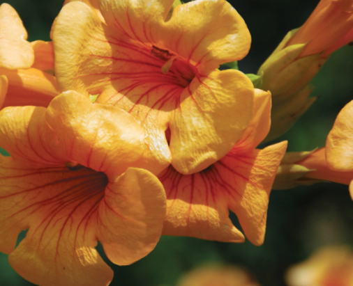campsis sunrise gold.png