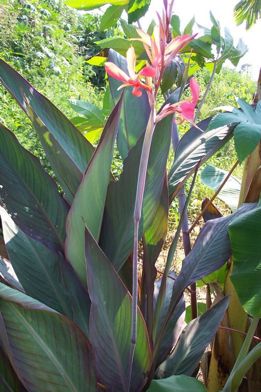 canna_bird_of_paradise[1].jpg