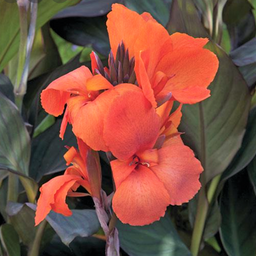 canna_bronze_orange.png