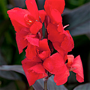 canna_cannova_bronze_scarlet[1].jpg