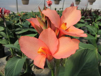 canna_cannova_mango[1].jpg