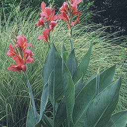 canna_erebus.jpg