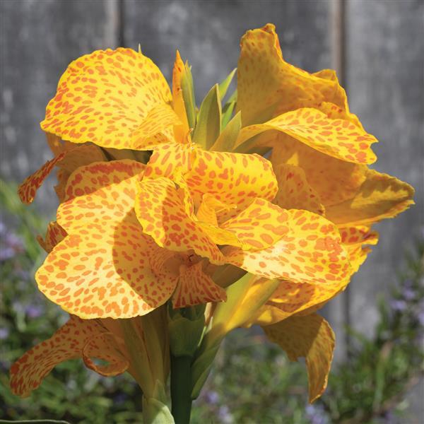 canna gold leopard.jpg