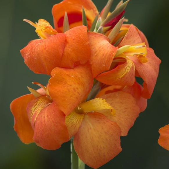 canna_orange_shades.png