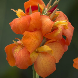 canna_orange_shades.png