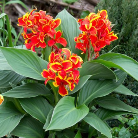 canna_red_flame.png