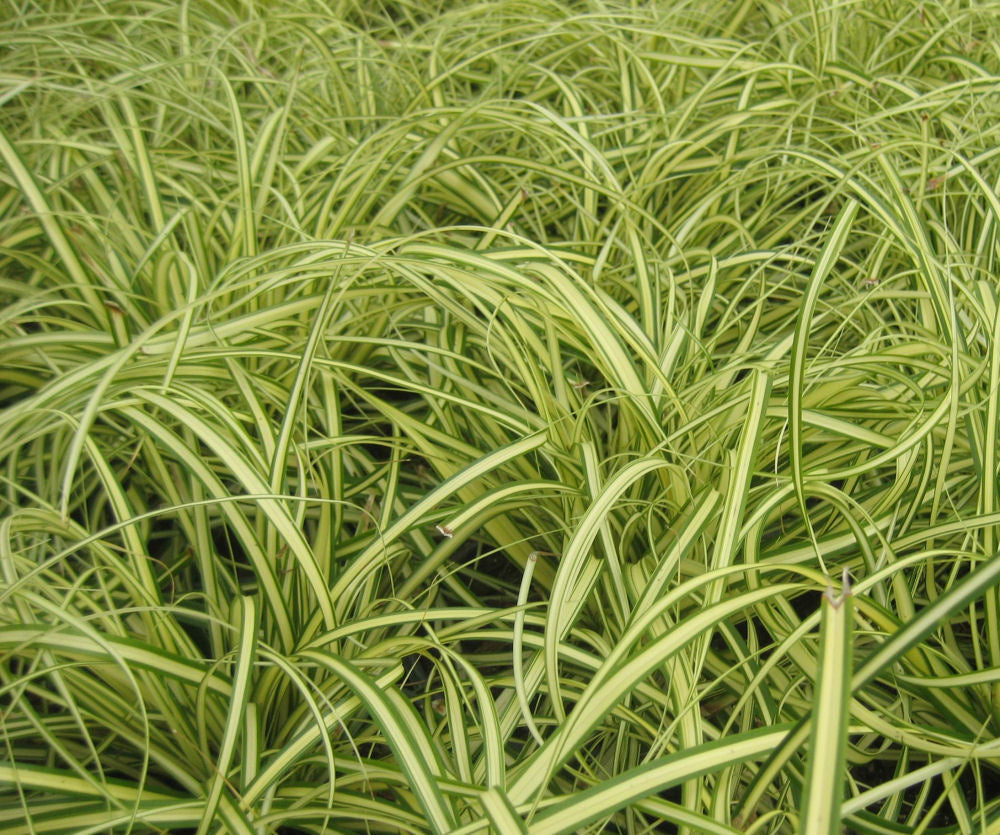 carex evergold.jpg
