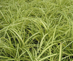 carex evergold.jpg