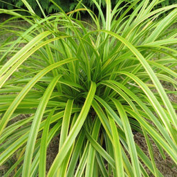 carex_everlime[1].jpg