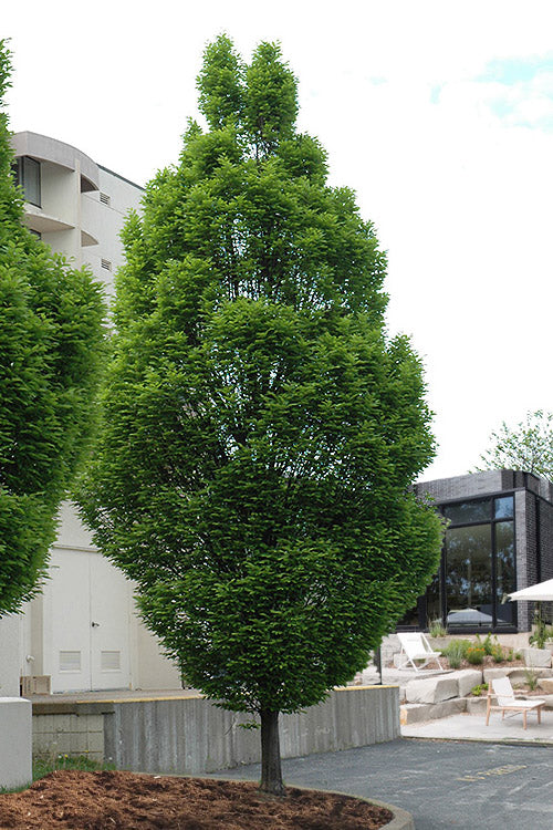 carpinus-betulus-fastigiata-columnar-hornbeam-tree-8.jpg
