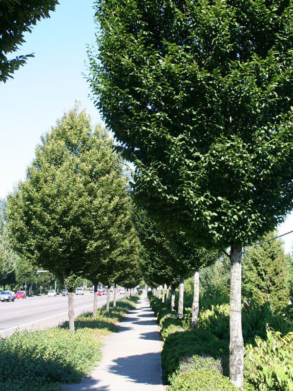 carpinus-pyramidaleuropean-web-01.jpg
