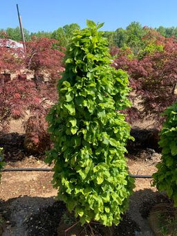 carpinus bet column nana.jpg