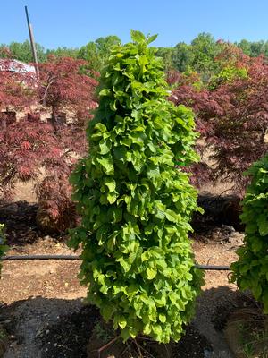 carpinus bet column nana.jpg