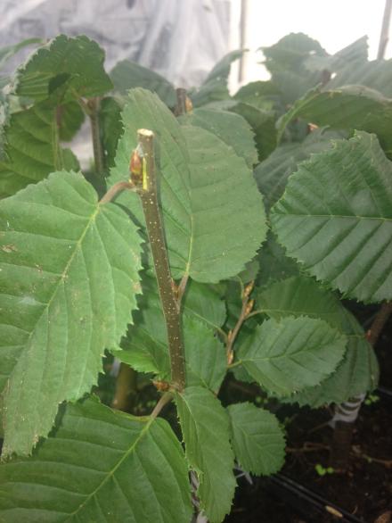 carpinus_bet_lucas[2].jpg