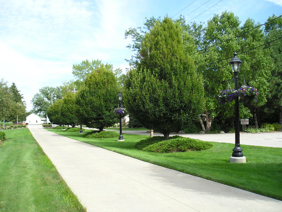 carpinus columnaris.JPG