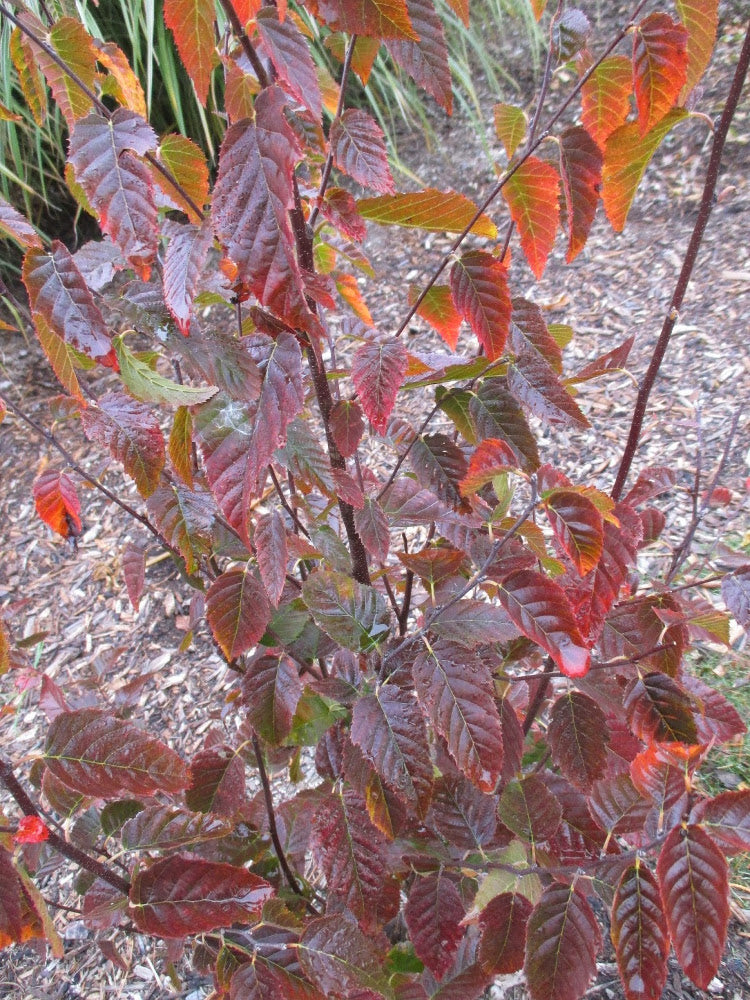 carpinus_firespire_small.jpg