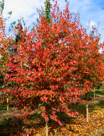 carpinus native flame.png