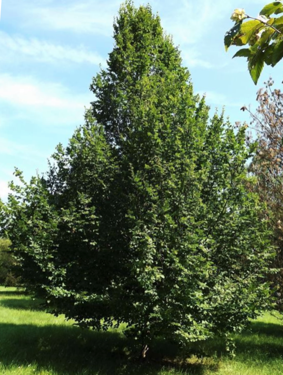 carpinus pinocchio.png
